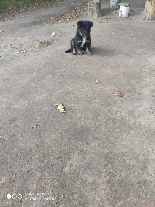 Вівіддам песиків у добрі руки