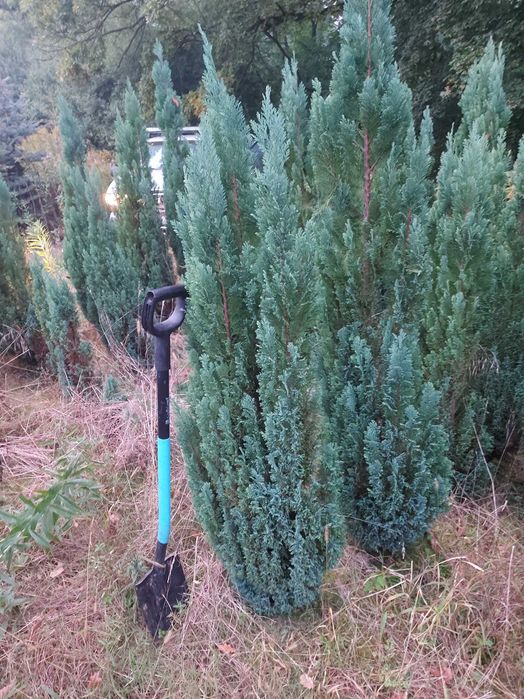 CYPRYSIK na żywopłot 150-180cm "Blue Ribbon" Niebieska Tuja