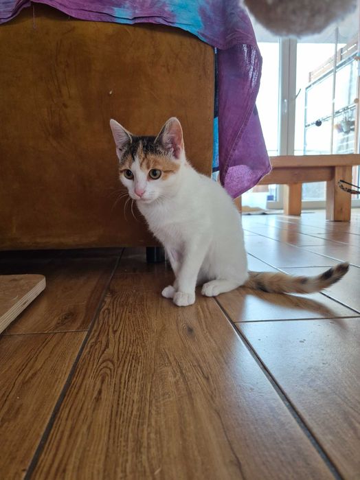 Jutrzenka czeka na dom