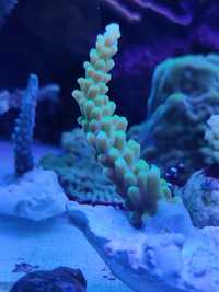 Acropora Austrea Banana akwarium Morskie Łódź