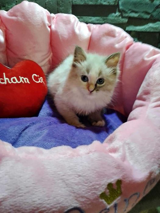 Syberyjska kotka Neva z rodowodem