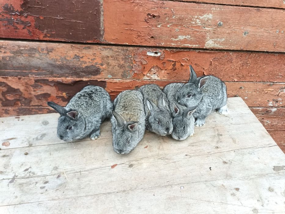 Продам кроликів європейська шиншила.