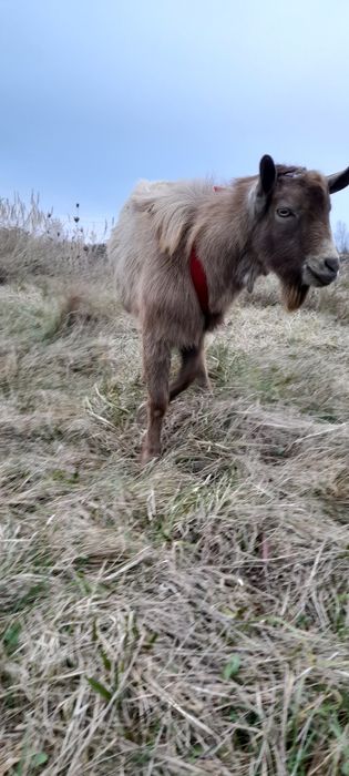 Цап, козел, цапок