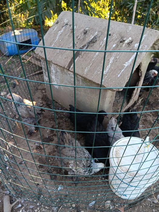 Lote sete galinhas brahmas