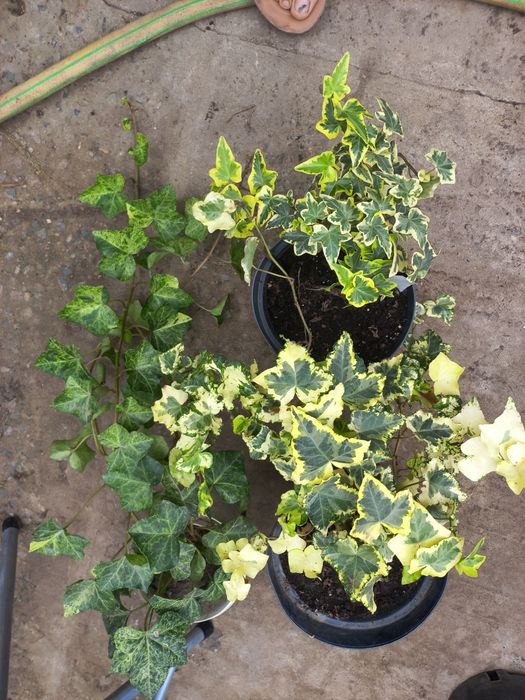 Зимуючі доррслі плющі у великих горшикаж