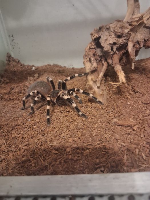 pająki Geniculata, Irminia, Parahybana