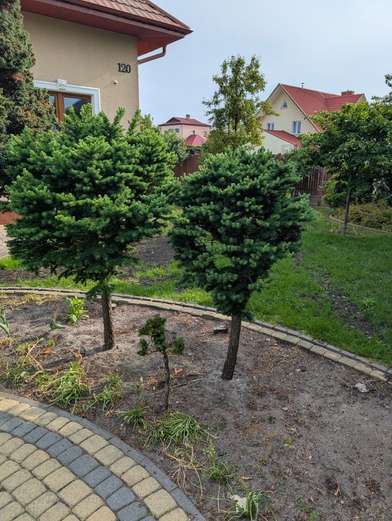 Modrzew na pniu z ogrodu