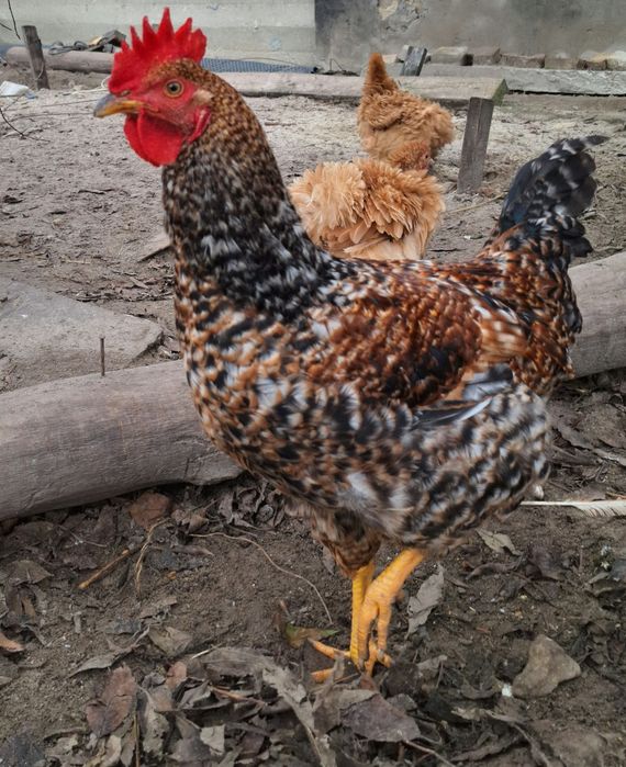 Півень 6 місяців