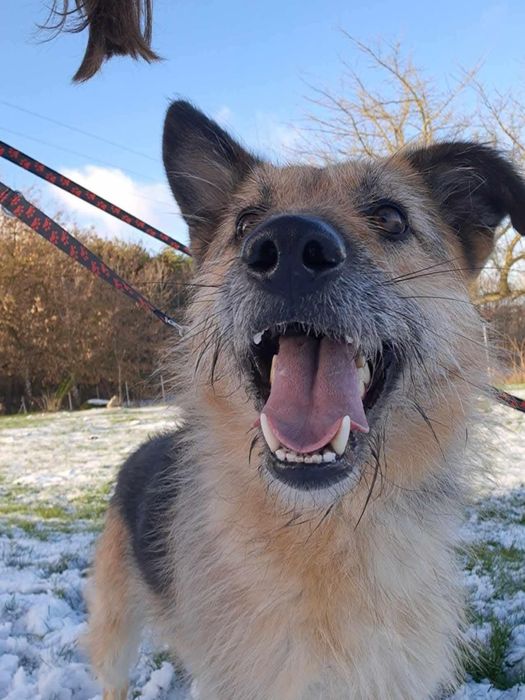 Kora do adopcji !