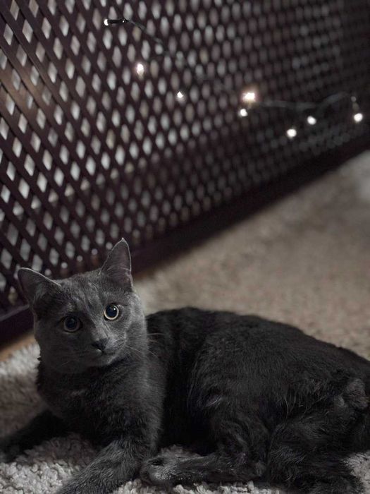 Кіт на в'язку, 1 рік, британець. Звуть Усик