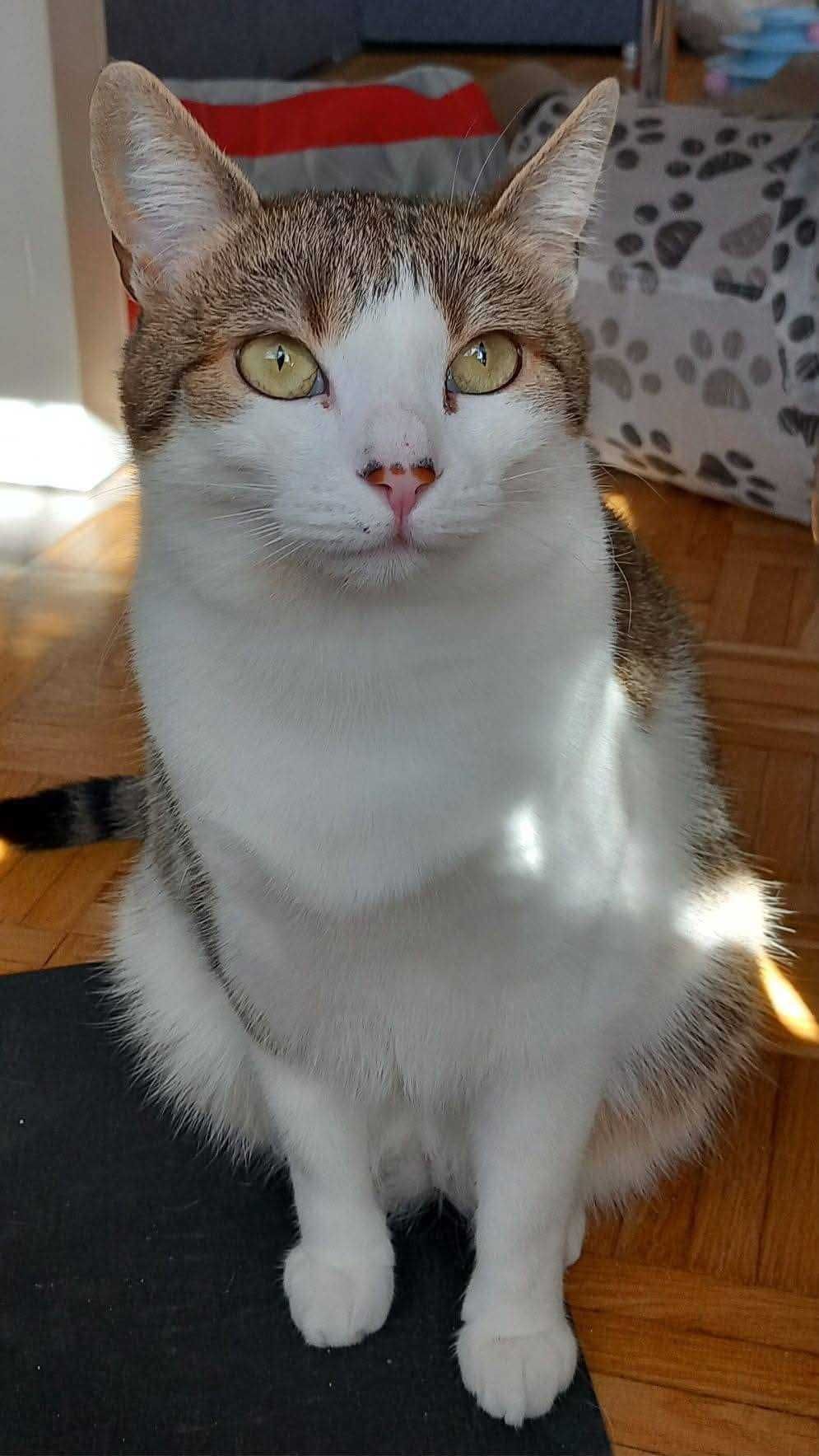 Mela – kocia puchata kuleczka szuka domu!