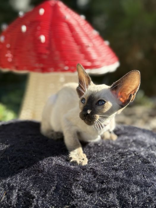 Ориенталы. Орієнтальні коти. Орієнтальні кошенята