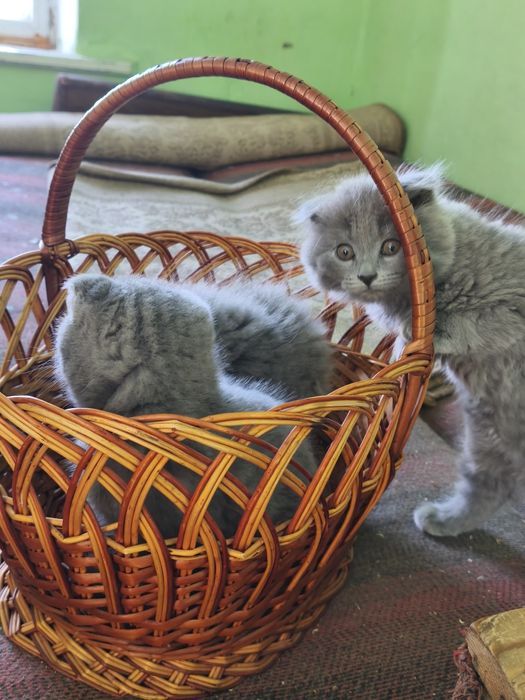 Котята британцы чистокровные