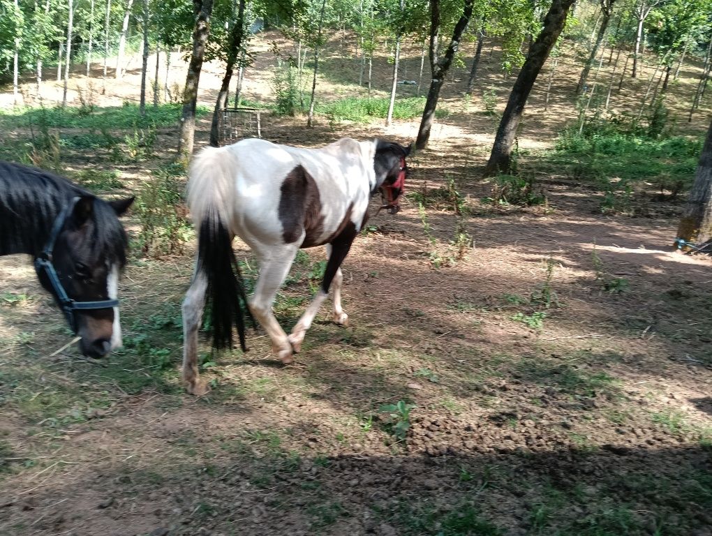Pônei Holandesa Fêmea
