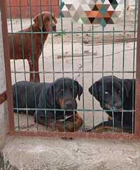 Braco alemão e 2 cães cruzados de labrador para adoção responsável