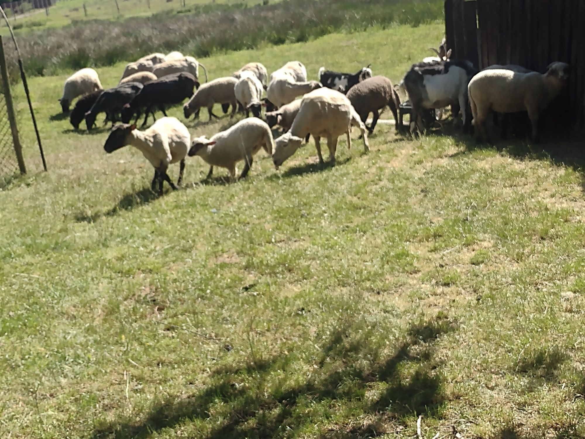 Owce czarnogłówki , jagnięta. Likwidacja stada
