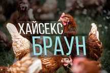 Інкубаційне яйце Хайсекс Браун, Угорщина (HU).