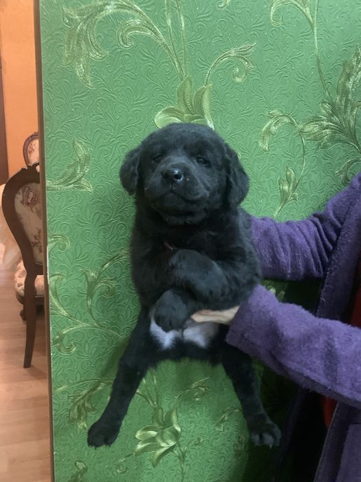 Продам цуценят Лабрадорів