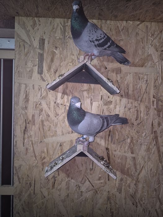 Gołębie młode  po lotach