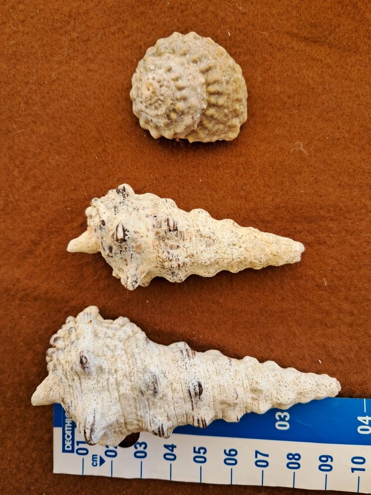 Conchas e búzios