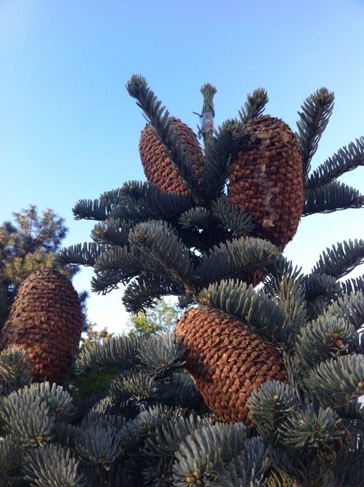 Продам по супер цене участок на Фонтане ,возле моря!!