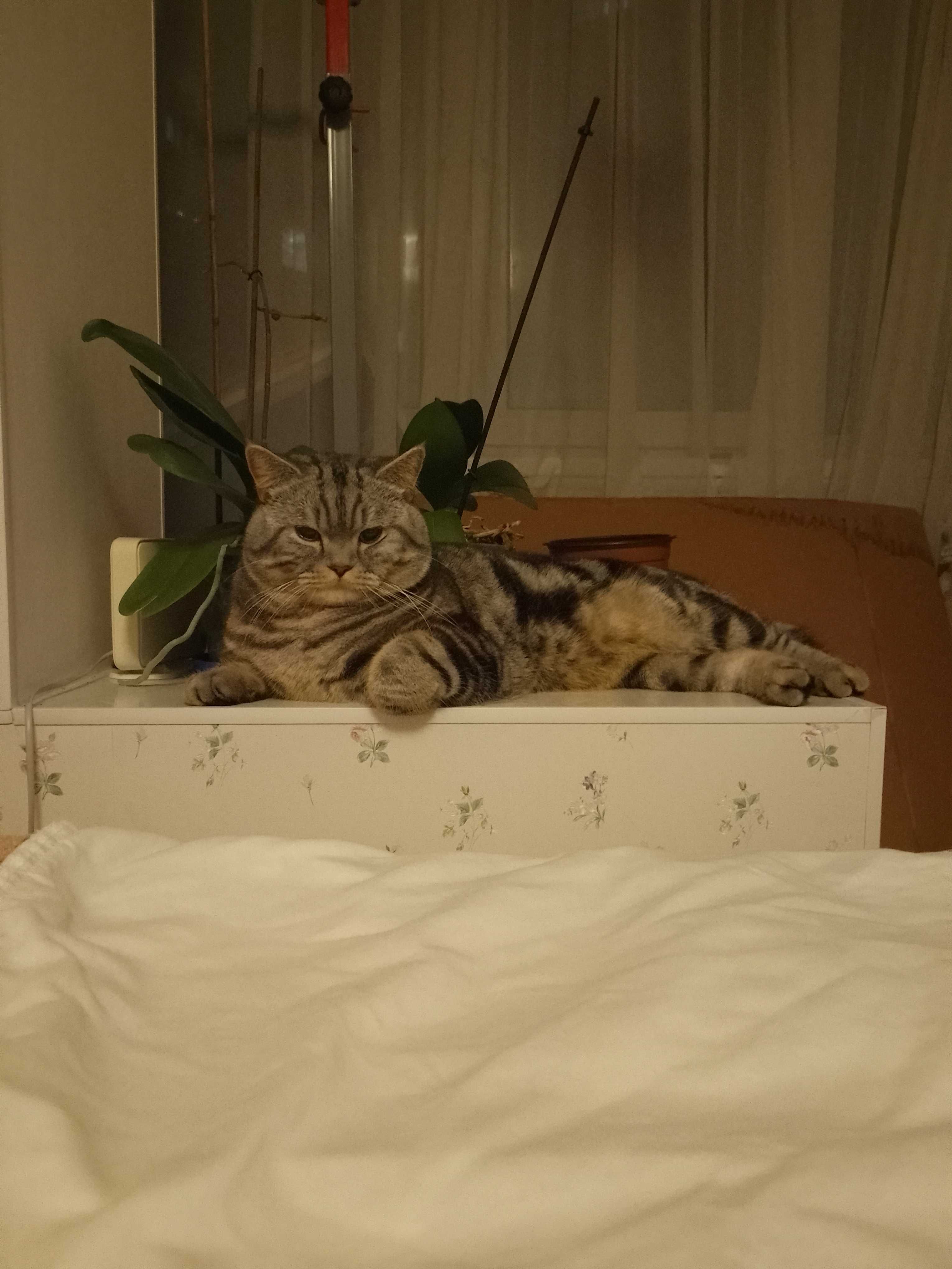 В'язка. Шотландський прямовухий кіт. Кот прямоухий шотландский. Вязка.