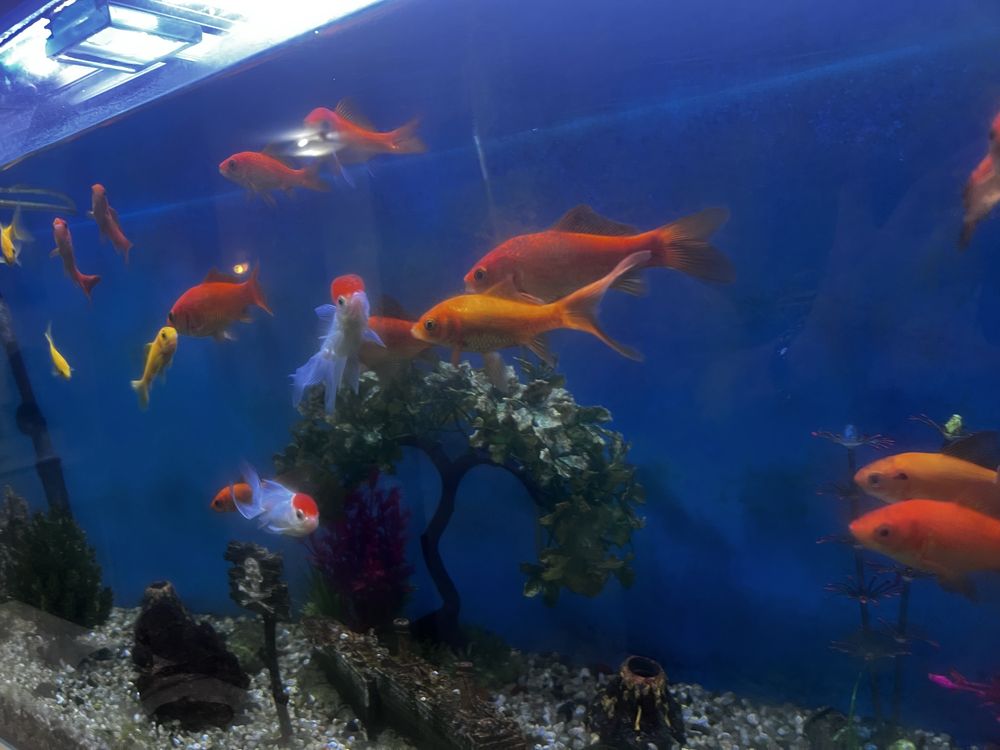 Aquario como novo + movel + filtros