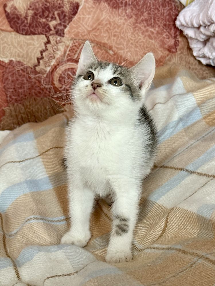 Кошенята шукають дім