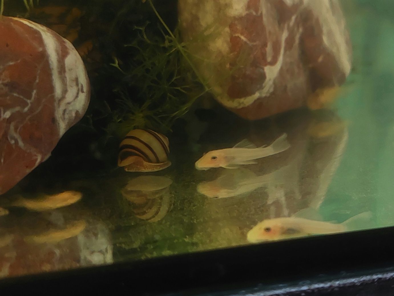 Zbrojnik ancistrus L144 snow white