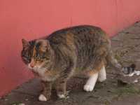 Roczna kotka tricolor szuka bardzo dobrego domku na całe życie!!!