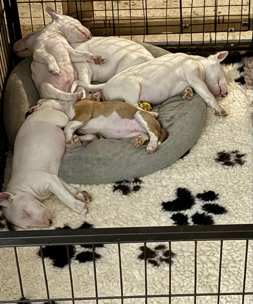 Bulterier Miniaturowy  Miniatur Bullterrier