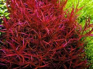 Rośliny do akwarium - Colorata Thin Alternethera