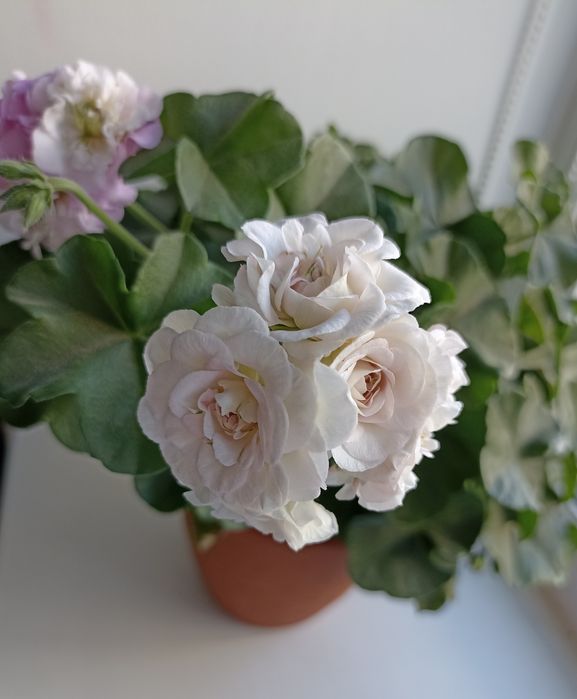 Пеларгонія плющелиста Viva Carolina