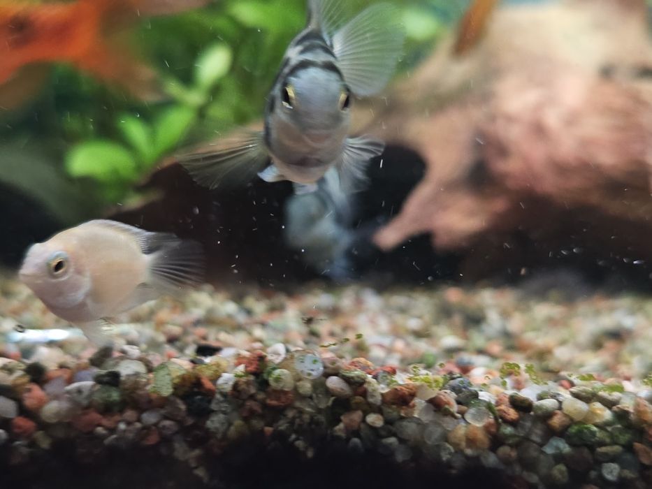 Pielegnica papuzia blue tiger młode.