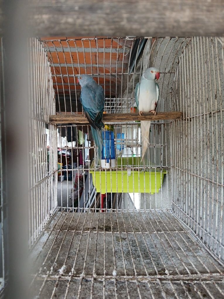 Tenho para venda  casal  de ring neck  macho  azul cc  fêmea  azul cob