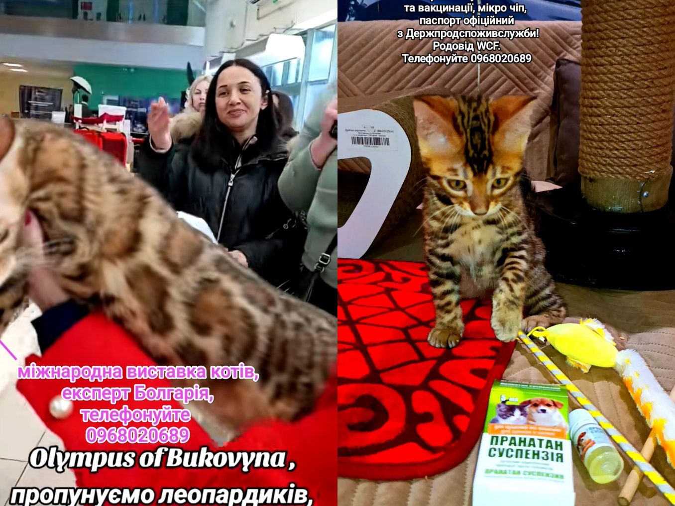 Зв'яжіться з нами просто зараз — ваш тигрик уже чекає на вас!