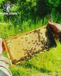 Matki pszczele Buckfast B72 PRIMORSKA