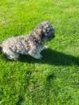 Piesek shih tzu 2 letni oddam