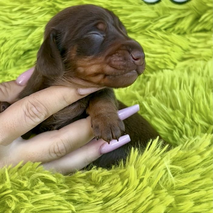 Jamnik Miniaturowy/cudowny piesio