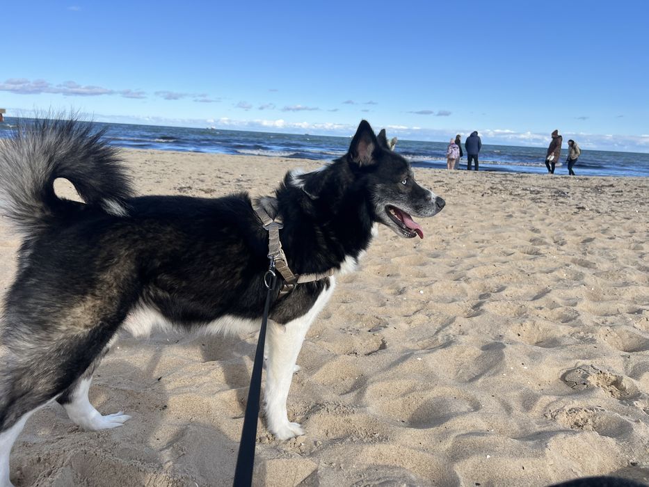 Mały książę Maksymilian o błękitnych oczach szuka swojego królestwa