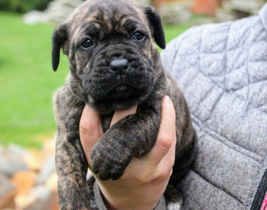 Pręgowana sunia cane corso FCI/zkwp