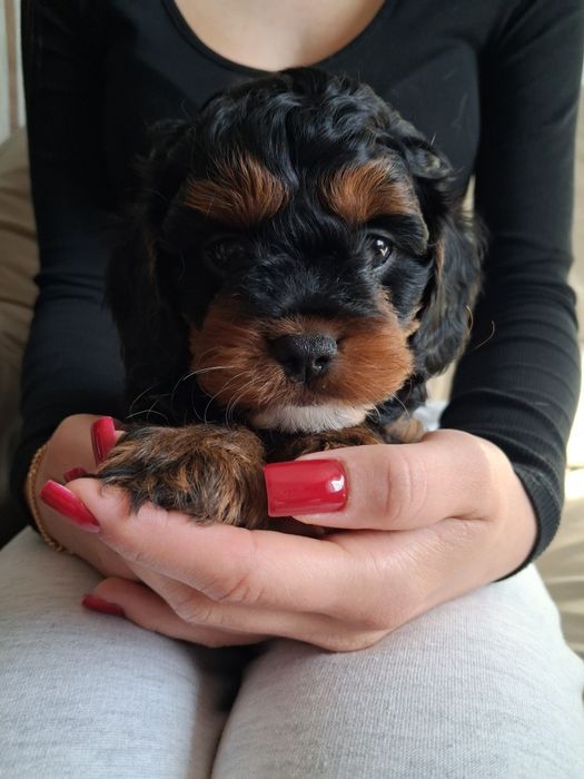 Cavapoo chłopczyk prześliczny  ! Jedyny taki cudny  !