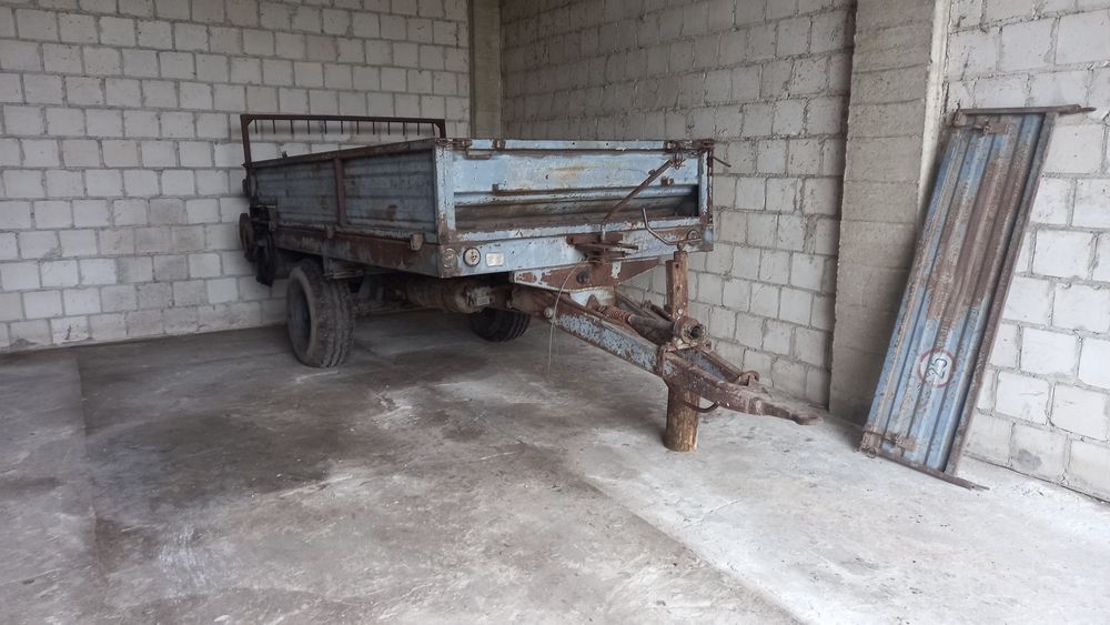 Rozrzutnik czarna białostocka