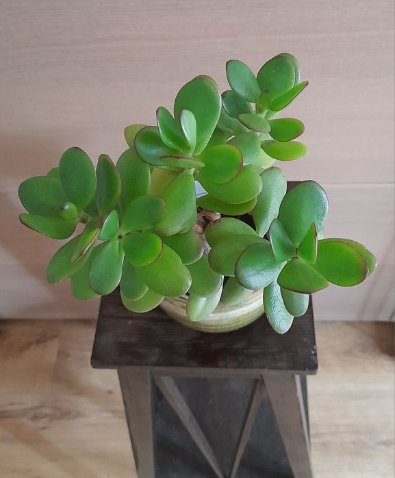 Drzewko szczęścia grubosz