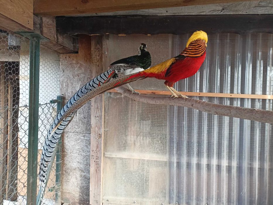 Bażant -bażanty diamentowy i złoty