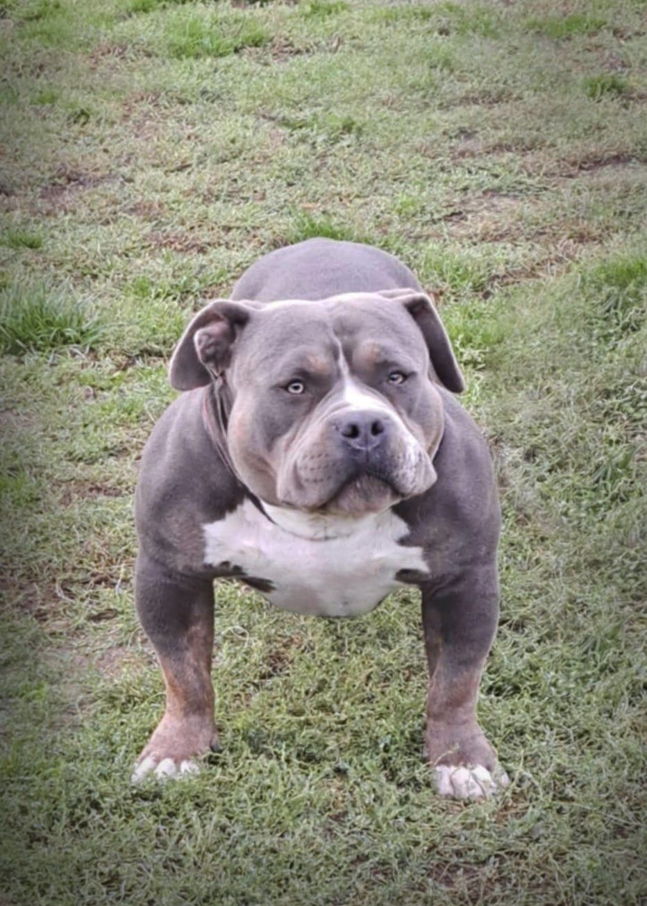 American bully mocna budowa
