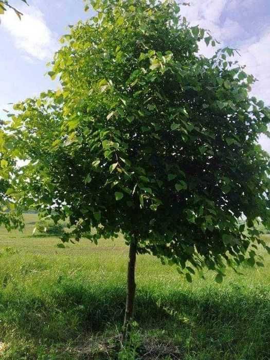 Липа.Саджанці.Широколиста та серцелиста