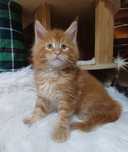 Maine Coon kocurek rodowód fpl
