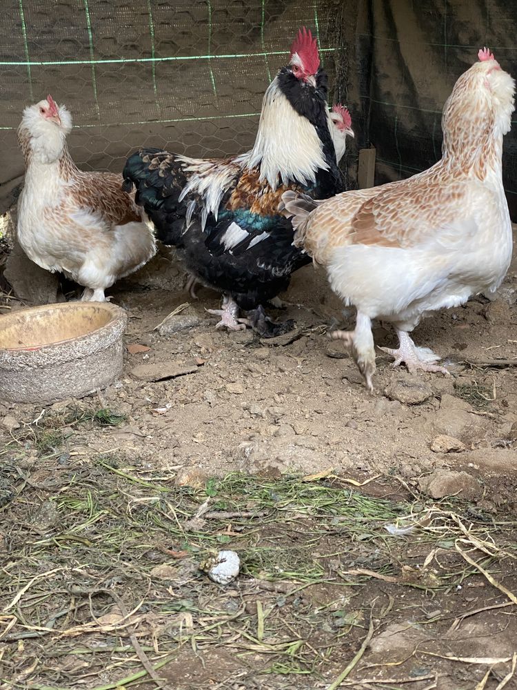 Faverolles, galinhas grande porte - ovos incubaçao