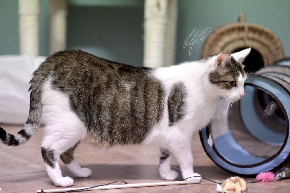 Czy cudowny kot o imieniu Termit ma jeszcze szansę na dom?